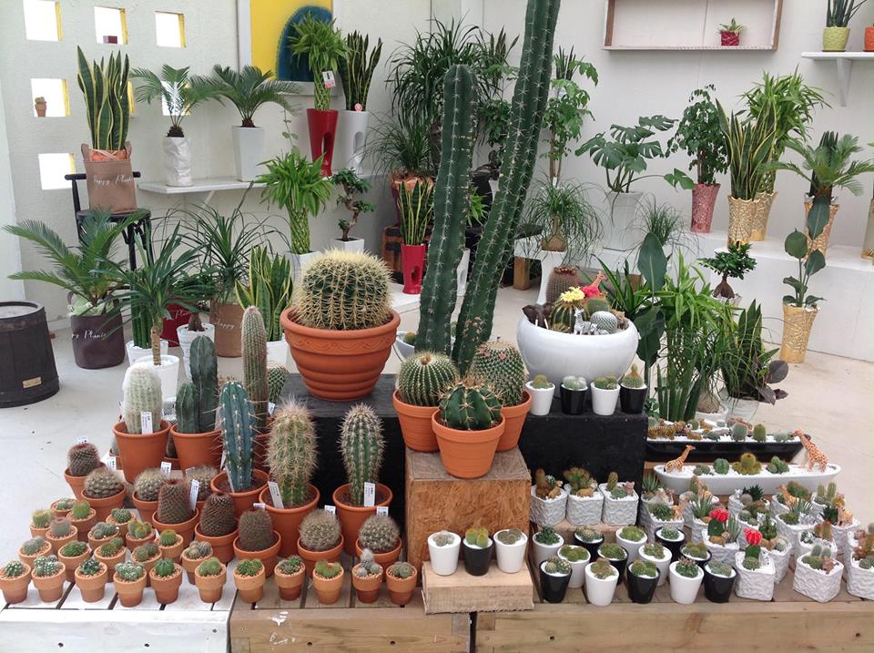 top 5 loài cây trồng trong nhà năm 2017