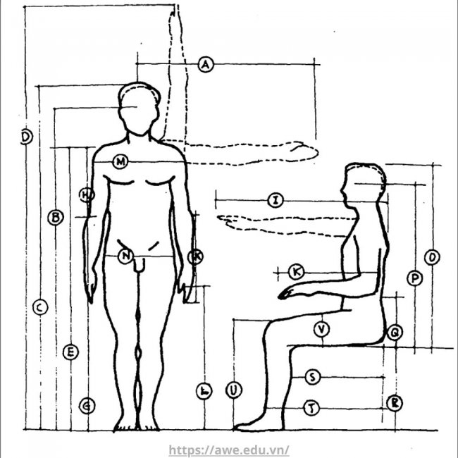 nhan-trac-hoc-la-gi-nhan-trac-hoc-trong-thiet-ke-noi-that Nhân trắc học là gì? Nhân trắc học trong thiết kế nội thất