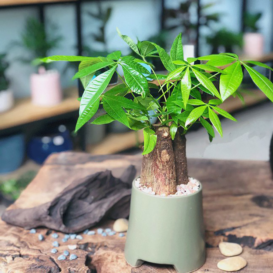 top-10-mon-do-trang-tri-noi-that-o-to-thinh-hanh-nhat-2023 Cây phong thủy