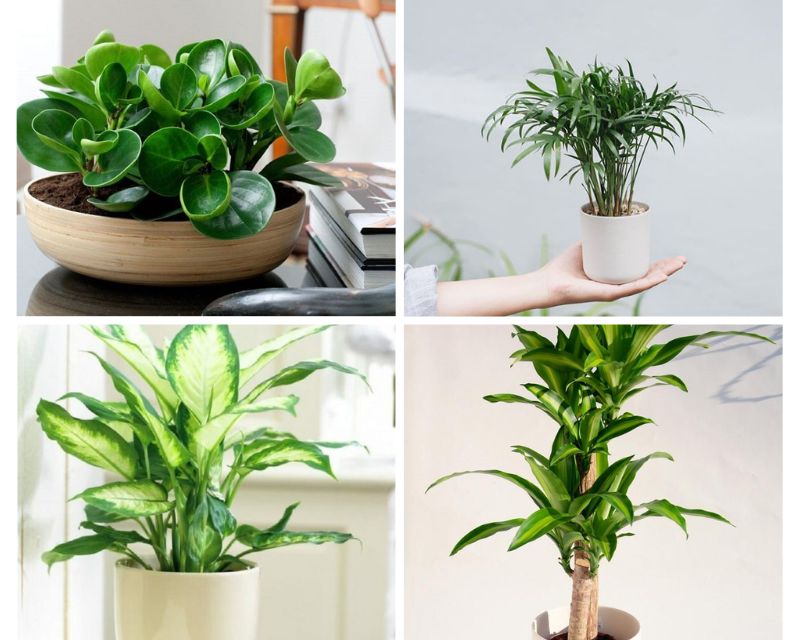 Cây phong thủy hợp tuổi 1973