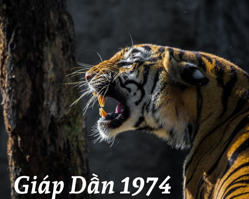 Tổng quan tuổi Giáp Dần 1974