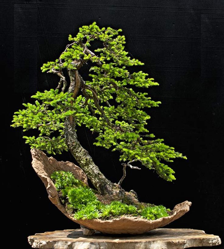 Trọn bộ 72 thế cây cảnh bonsai đẹp nhất mọi thời đại