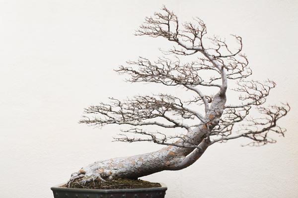Trọn bộ 72 thế cây cảnh bonsai đẹp nhất mọi thời đại