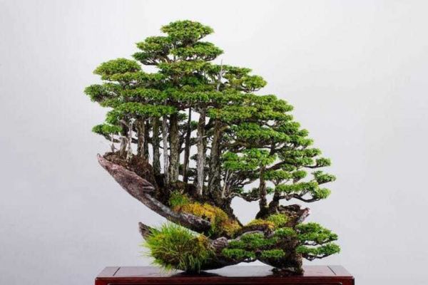Trọn bộ 72 thế cây cảnh bonsai đẹp nhất mọi thời đại