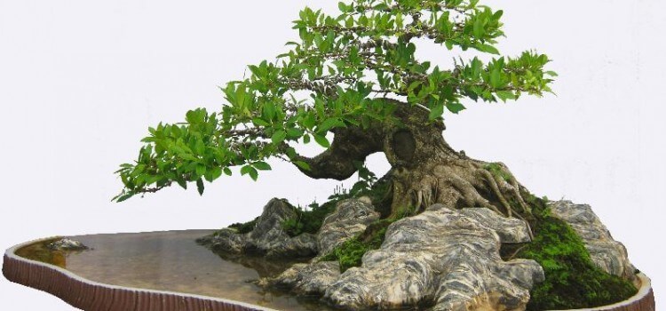 Trọn bộ 72 thế cây cảnh bonsai đẹp nhất mọi thời đại