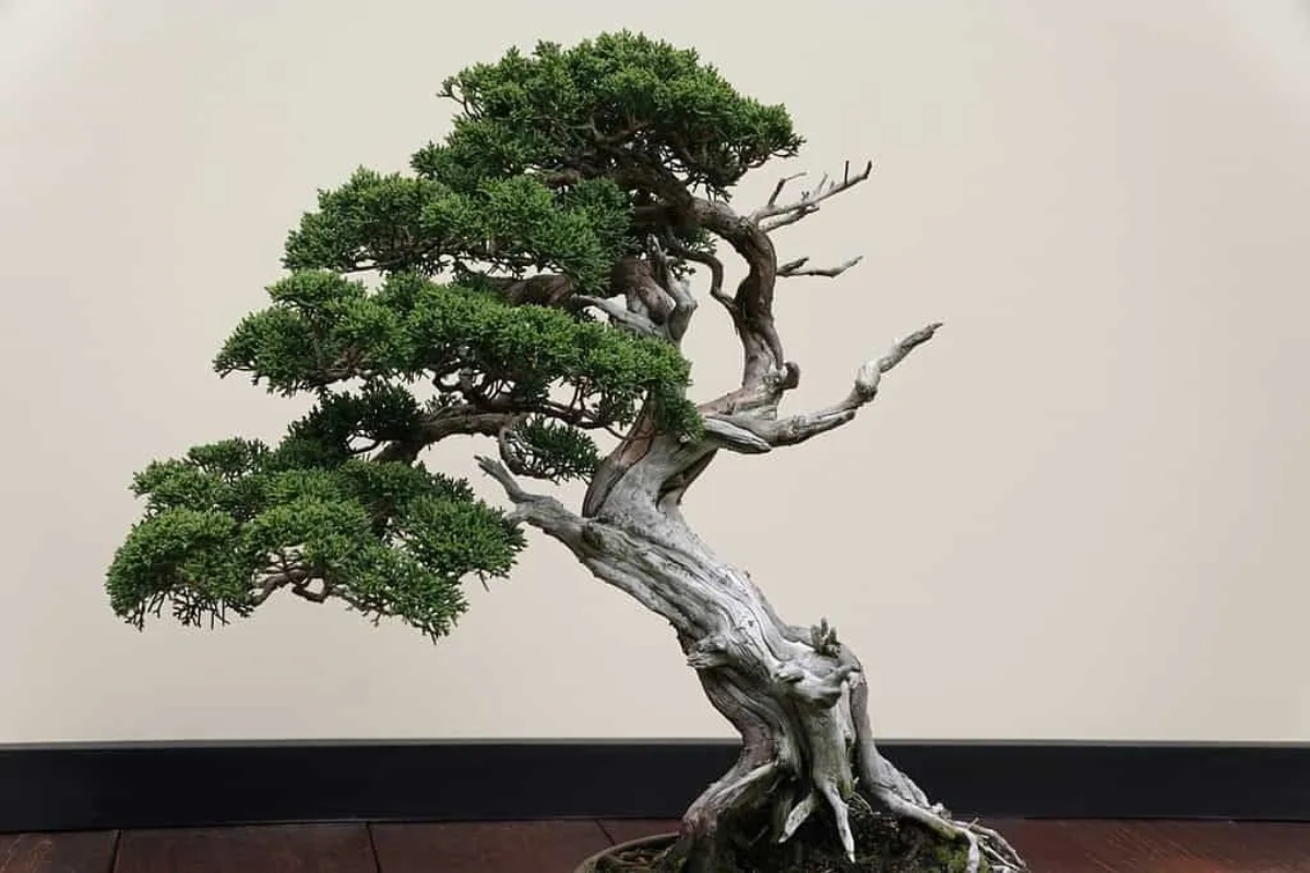 Trọn bộ 72 thế cây cảnh bonsai đẹp nhất mọi thời đại