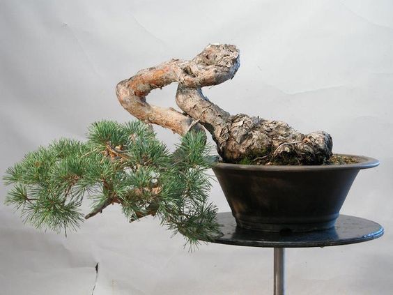Trọn bộ 72 thế cây cảnh bonsai đẹp nhất mọi thời đại