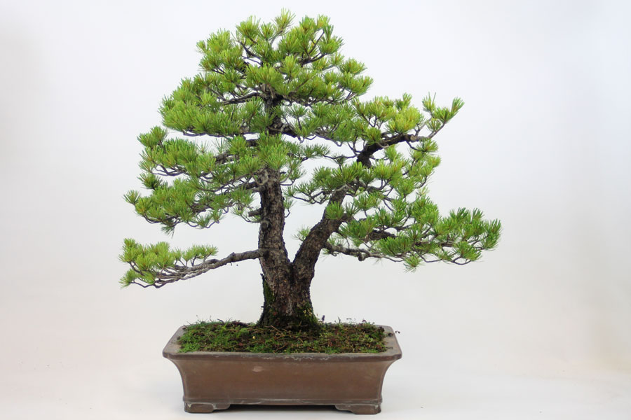 Trọn bộ 72 thế cây cảnh bonsai đẹp nhất mọi thời đại