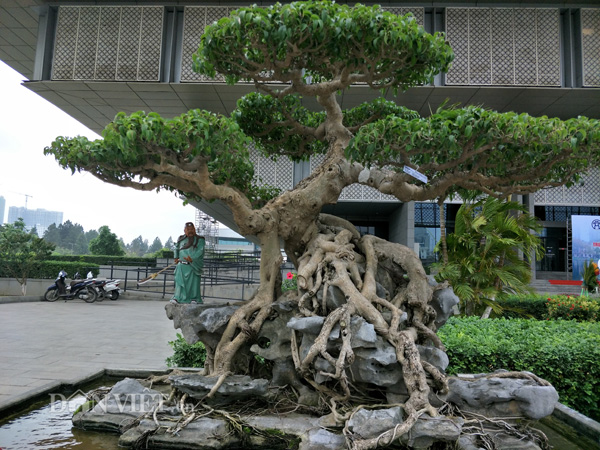 Trọn bộ 72 thế cây cảnh bonsai đẹp nhất mọi thời đại
