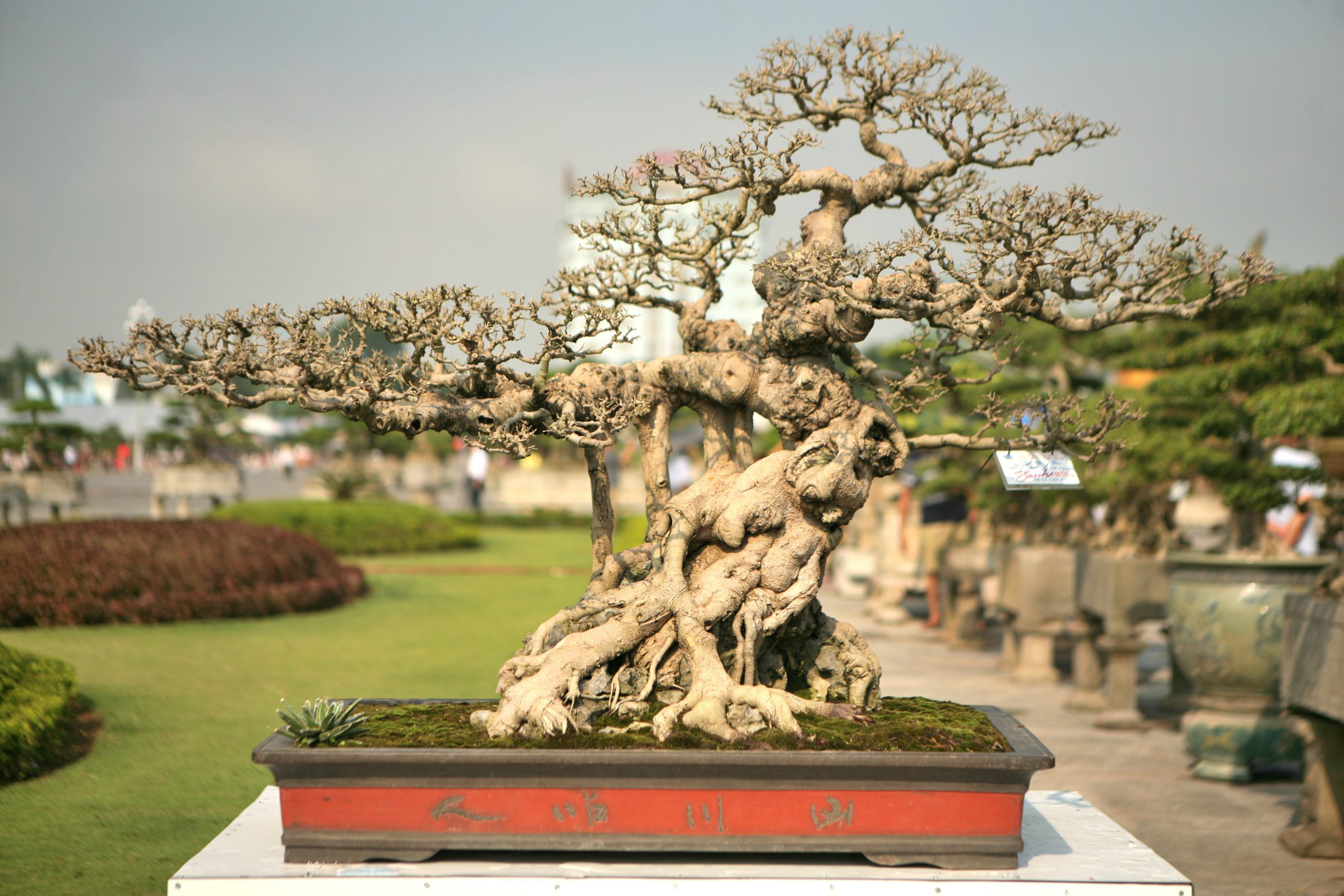 Trọn bộ 72 thế cây cảnh bonsai đẹp nhất mọi thời đại