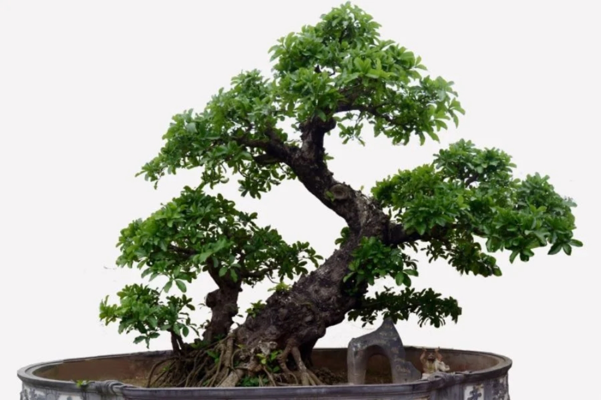 Trọn bộ 72 thế cây cảnh bonsai đẹp nhất mọi thời đại
