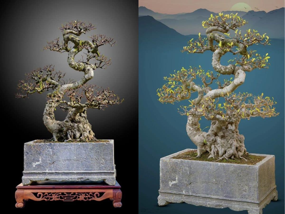 Trọn bộ 72 thế cây cảnh bonsai đẹp nhất mọi thời đại