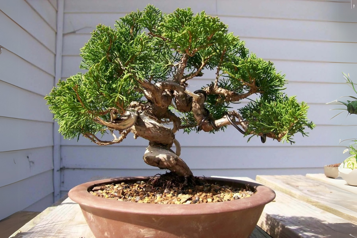 Trọn bộ 72 thế cây cảnh bonsai đẹp nhất mọi thời đại
