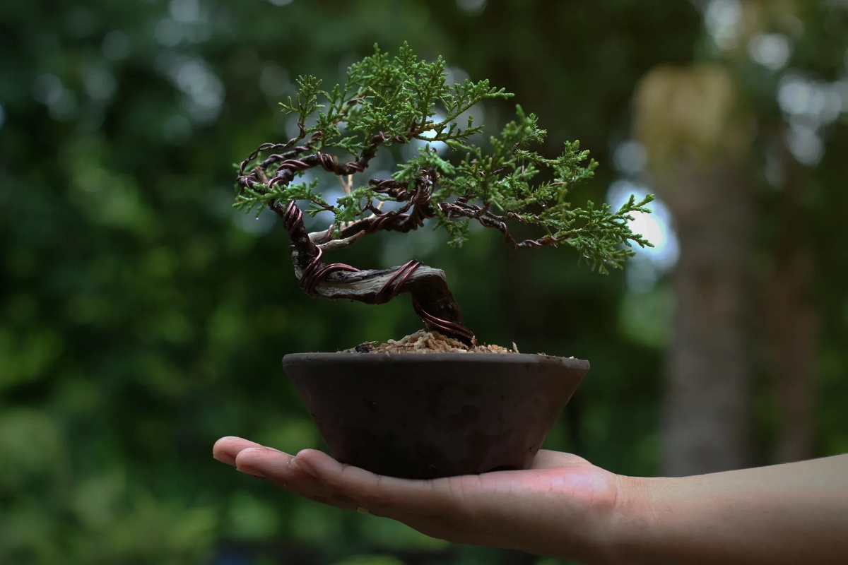 Trọn bộ 72 thế cây cảnh bonsai đẹp nhất mọi thời đại