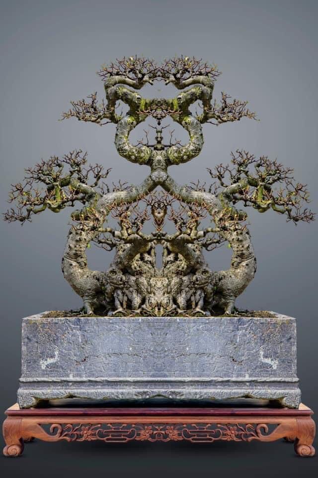 Trọn bộ 72 thế cây cảnh bonsai đẹp nhất mọi thời đại