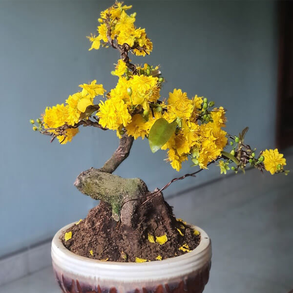Trọn bộ 72 thế cây cảnh bonsai đẹp nhất mọi thời đại
