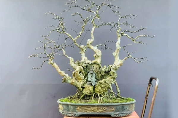Trọn bộ 72 thế cây cảnh bonsai đẹp nhất mọi thời đại