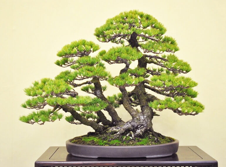 Trọn bộ 72 thế cây cảnh bonsai đẹp nhất mọi thời đại
