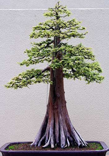 Trọn bộ 72 thế cây cảnh bonsai đẹp nhất mọi thời đại