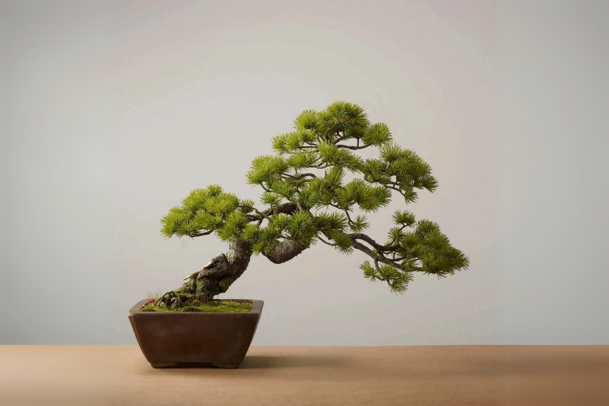 Trọn bộ 72 thế cây cảnh bonsai đẹp nhất mọi thời đại
