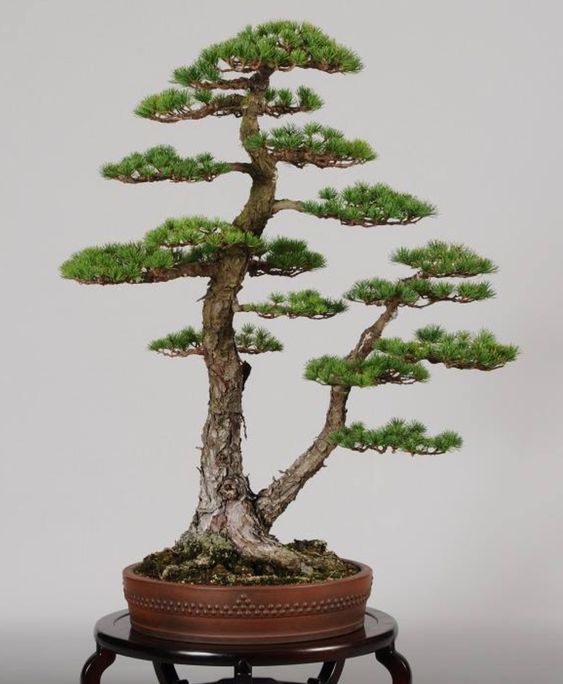 Trọn bộ 72 thế cây cảnh bonsai đẹp nhất mọi thời đại