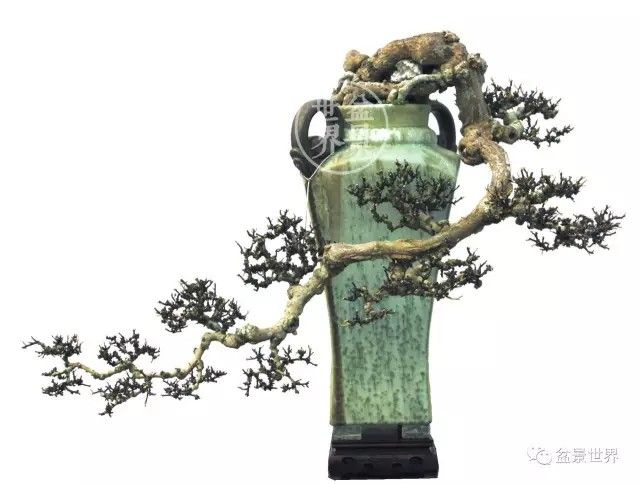 Trọn bộ 72 thế cây cảnh bonsai đẹp nhất mọi thời đại