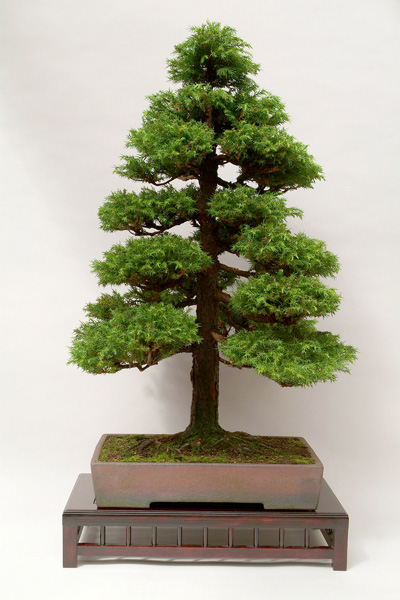Trọn bộ 72 thế cây cảnh bonsai đẹp nhất mọi thời đại