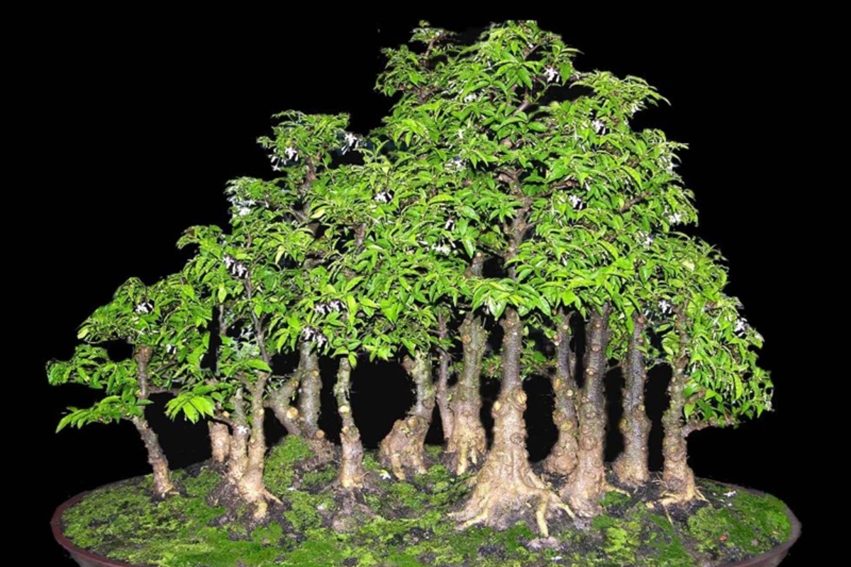 Trọn bộ 72 thế cây cảnh bonsai đẹp nhất mọi thời đại