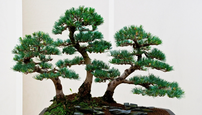Trọn bộ 72 thế cây cảnh bonsai đẹp nhất mọi thời đại