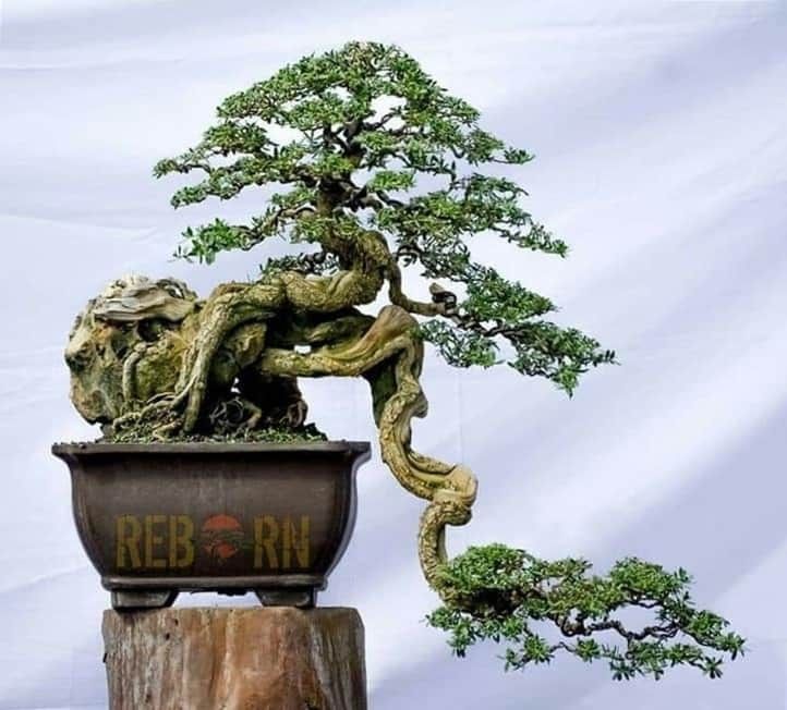 Trọn bộ 72 thế cây cảnh bonsai đẹp nhất mọi thời đại