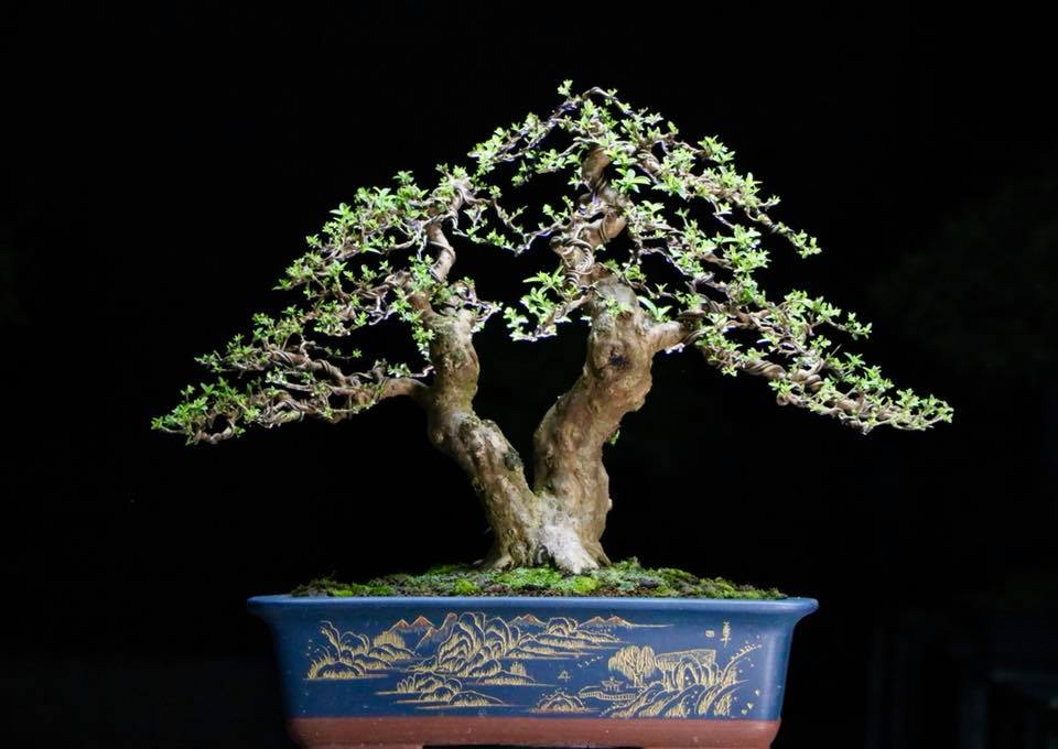 Trọn bộ 72 thế cây cảnh bonsai đẹp nhất mọi thời đại