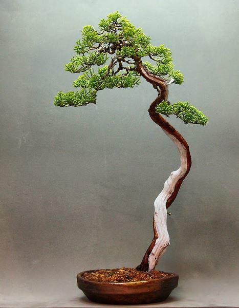 Trọn bộ 72 thế cây cảnh bonsai đẹp nhất mọi thời đại