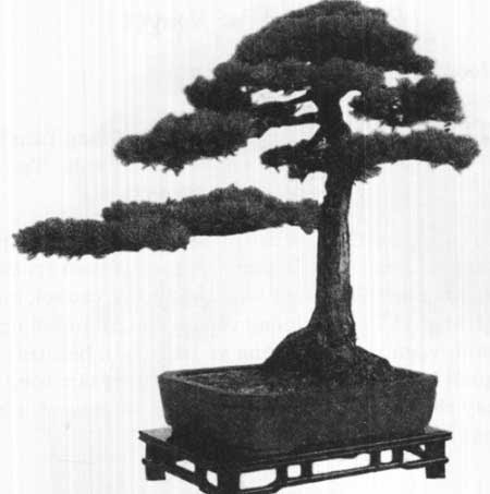 Trọn bộ 72 thế cây cảnh bonsai đẹp nhất mọi thời đại