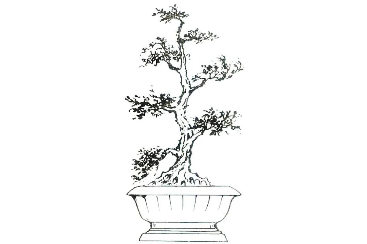 Trọn bộ 72 thế cây cảnh bonsai đẹp nhất mọi thời đại