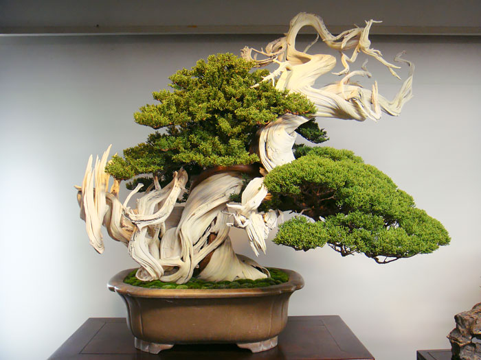 Trọn bộ 72 thế cây cảnh bonsai đẹp nhất mọi thời đại