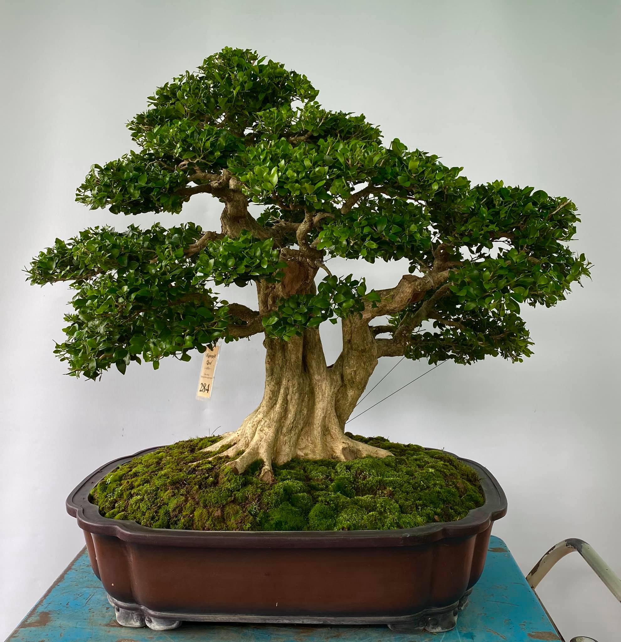 Trọn bộ 72 thế cây cảnh bonsai đẹp nhất mọi thời đại