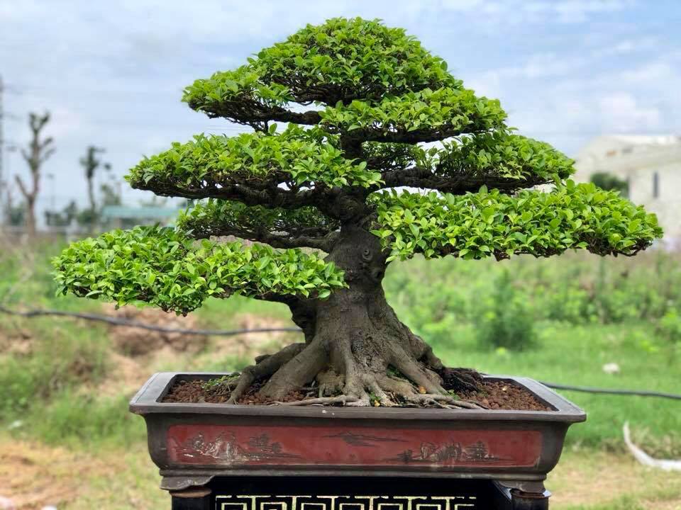 Trọn bộ 72 thế cây cảnh bonsai đẹp nhất mọi thời đại