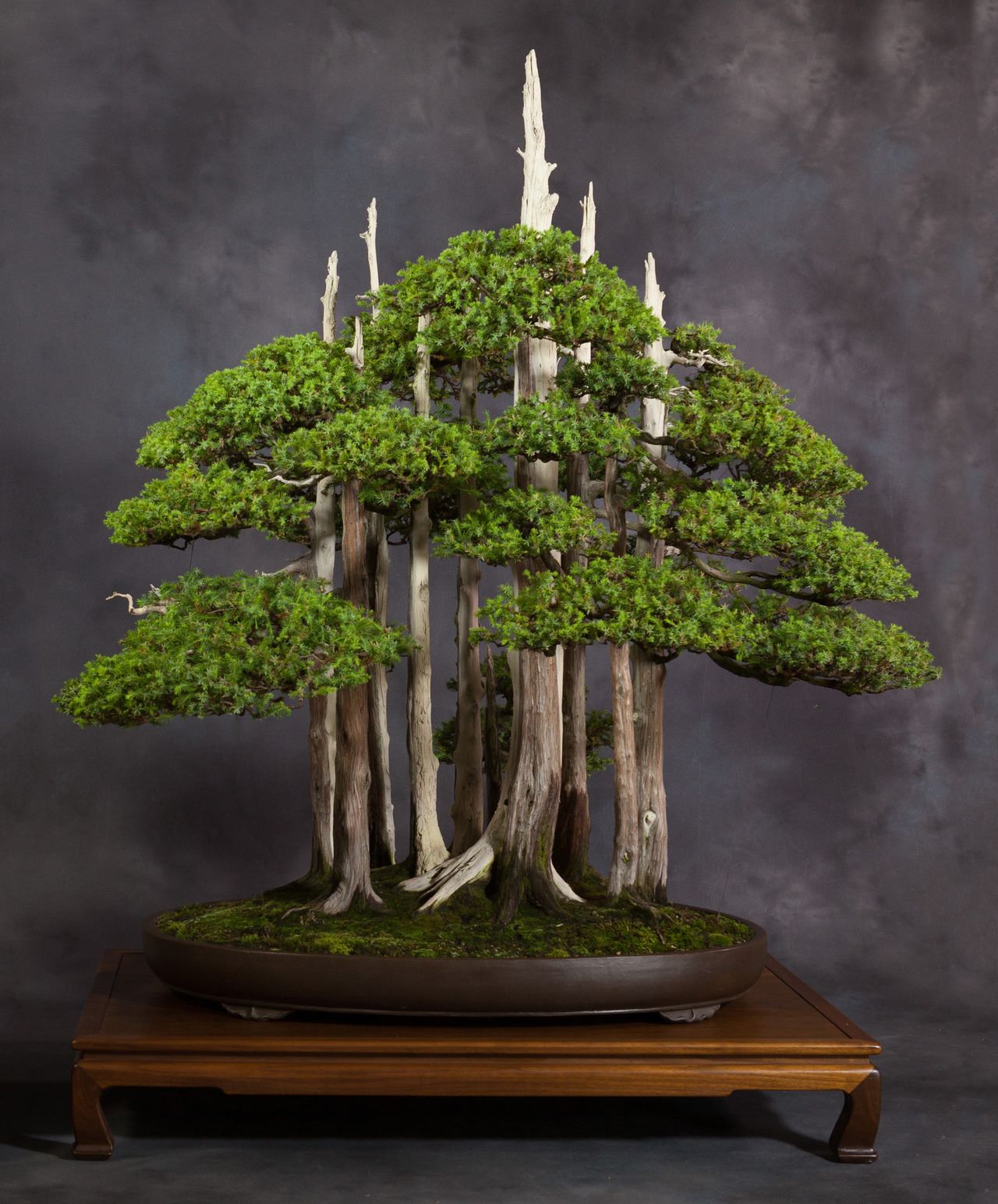 Trọn bộ 72 thế cây cảnh bonsai đẹp nhất mọi thời đại