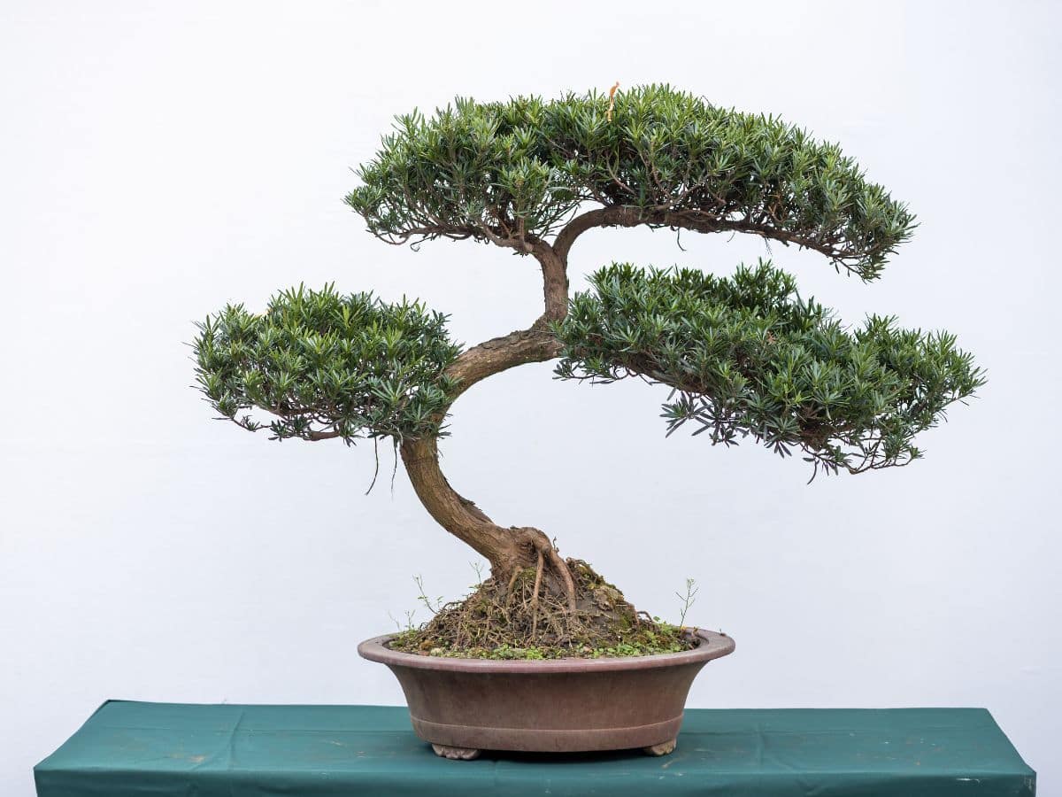 Trọn bộ 72 thế cây cảnh bonsai đẹp nhất mọi thời đại