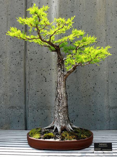 Trọn bộ 72 thế cây cảnh bonsai đẹp nhất mọi thời đại