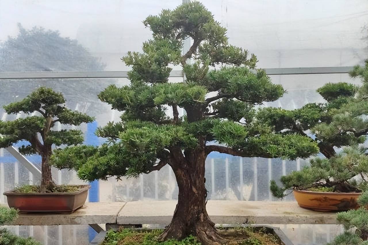 Trọn bộ 72 thế cây cảnh bonsai đẹp nhất mọi thời đại