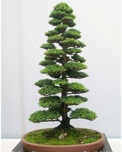 Trọn bộ 72 thế cây cảnh bonsai đẹp nhất mọi thời đại