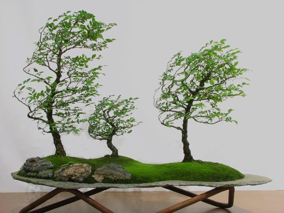 Trọn bộ 72 thế cây cảnh bonsai đẹp nhất mọi thời đại