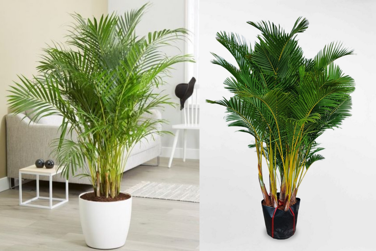 Đặc điểm của cây cau cảnh