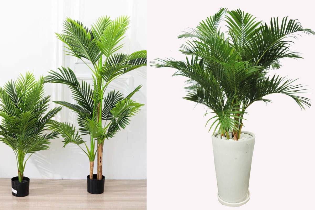 Ý nghĩa phong thủy của cau cảnh