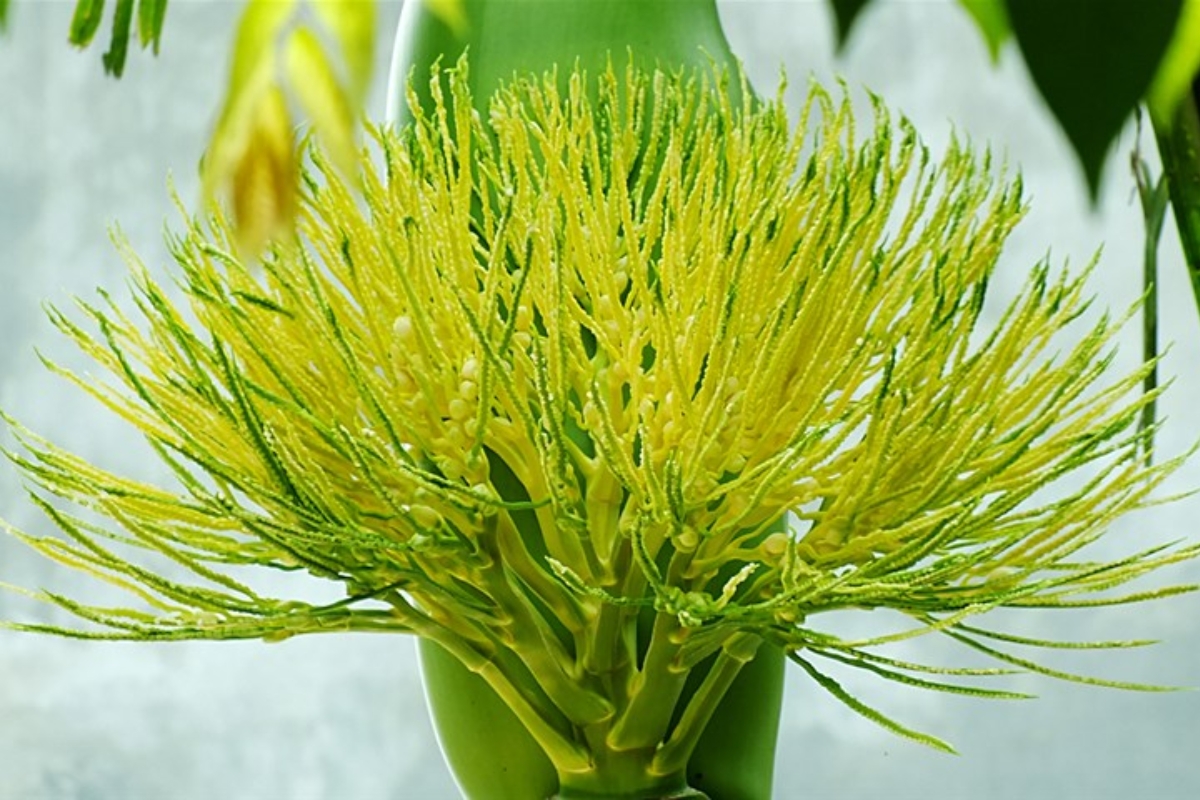 Cây cau cảnh ra hoa