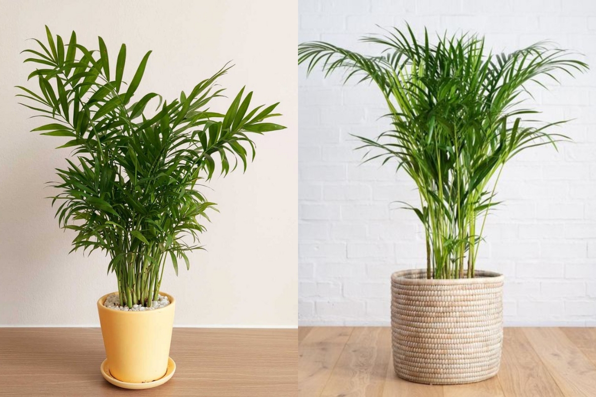 Cây cau cảnh hợp mệnh nào, tuổi nào?