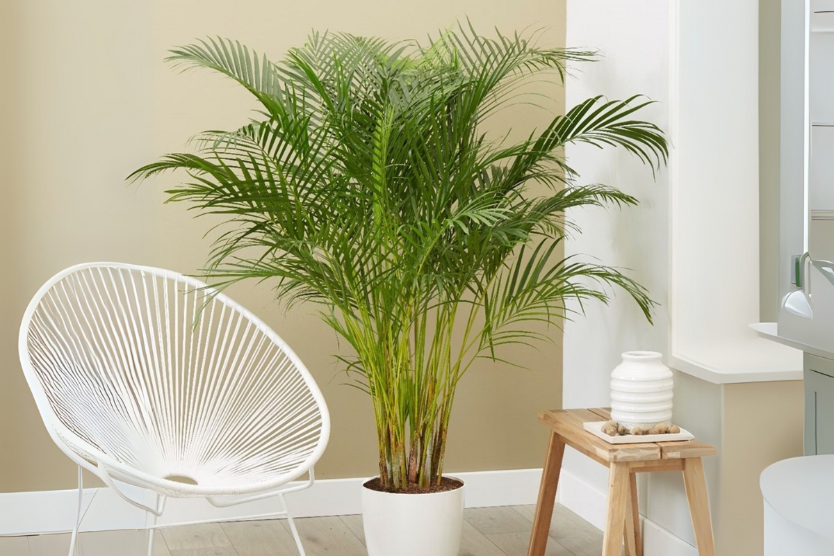 Lợi ích của cây cau cảnh