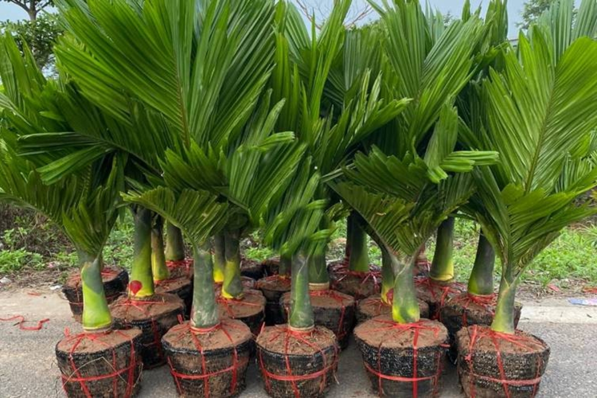 Cách trồng và chăm sóc cho cây cau cảnh