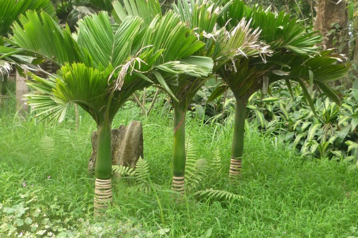 Cách phòng ngừa sâu bệnh cho cây cau cảnh